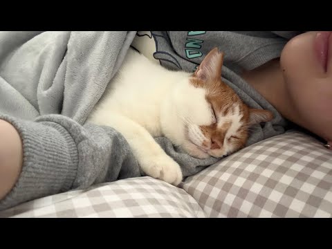 朝起きたら、腕枕から離れない甘えんぼ猫。