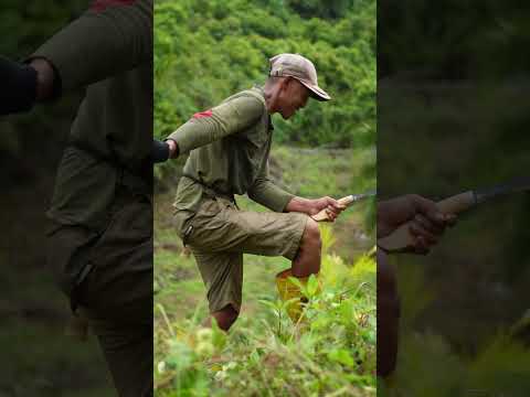 Ngupah orang 150rb/hari buat membabat