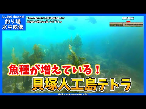 【魚種が増えてる！！】大阪の釣り場  貝塚人工島テトラ  2025年5月下旬 春の水中映像  No.422