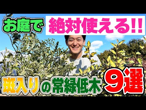 【これがあれば大丈夫！】お庭で活躍する斑入りの常緑低木９選