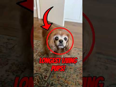 Top 5 Longest Living Dog Breeds Ever 🎂🐶 (Number 1 Is Surprising!)