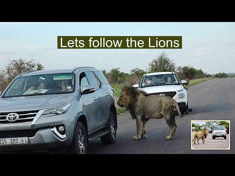Lets Follow Those Lions