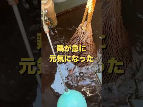 うちの鶏が飲む水に、フルボ酸を入れています。