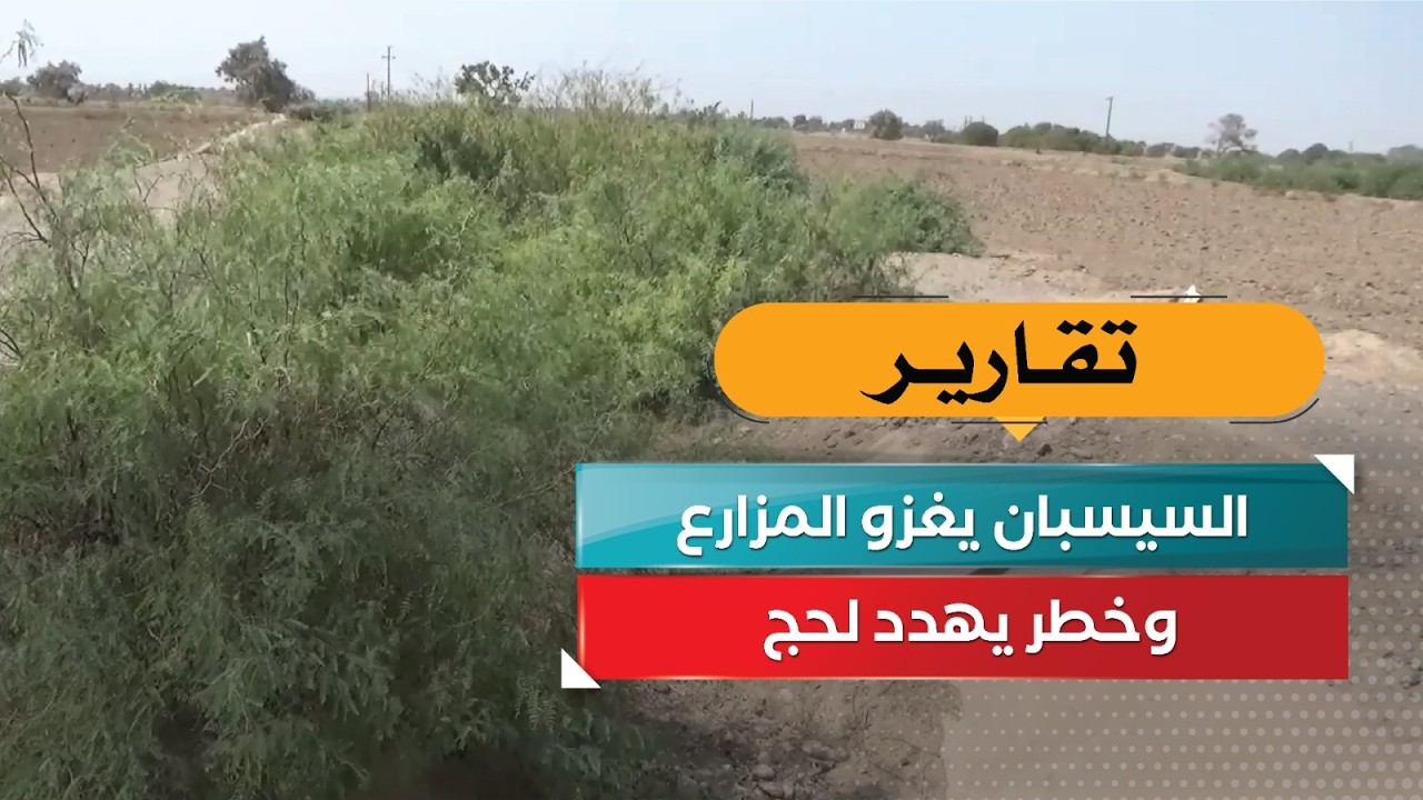قناة السعيدة
