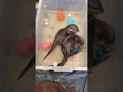 ビショビショで飛び出て行った赤ちゃんカワウソたち #shorts