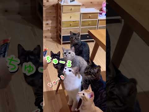 #ちゅーる #ねこのいる暮らし #多頭飼い #くるにゃんハウス