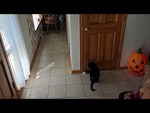 Watch how well these $9 rc mice work for cats
