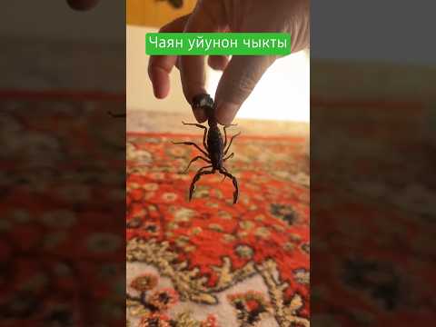 чаяндан этият бололу #shorts #скорпион #чаян
