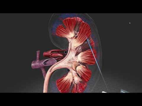 Anatomía de los riñones