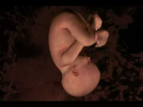 perkembangan janin dalam rahim ibu