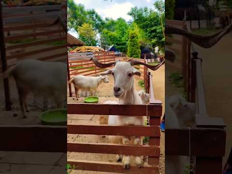 #goat #shorts #trending #viralshorts #songs