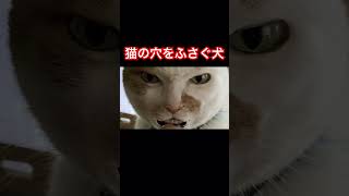 【コメディ】猫の穴をふさぐ犬の様子#ショートコント #catanddog