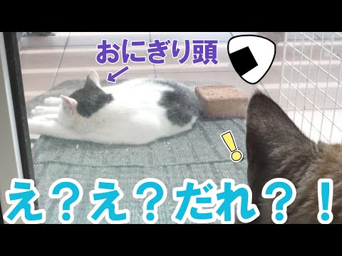 突然あらわれたおむすび頭の猫に我が家の犬猫がこうなりました！