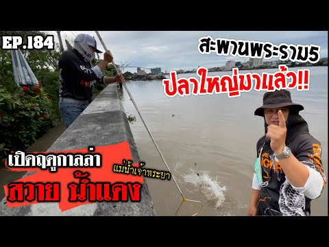 🎣🐠-We-are-Angler-EP:184“ฤดูกาล 🎣🐠-We-are-Angler-EP:184“ฤดูกาล