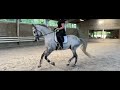 Dressage horse Knappe 7-jarige Z1 schimmel