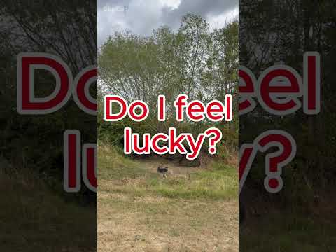 Do I feel lucky