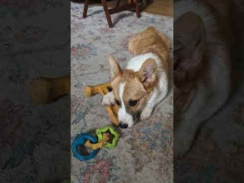 such a busy boy #puppy #pets #shorts #cute #corgi