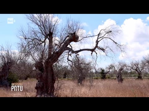 Epidemia di Xylella, oltre 20 milioni di ulivi distrutti - Patù, la passione delle idee 07/10/2026