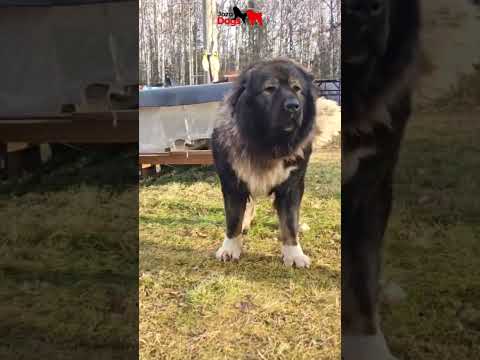 Dogs for the Untamed Wilderness 🐺#dog #jozodogs #animals #dogs #bigdog