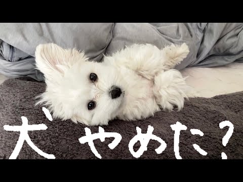 マルプーのエルくんちゃんねる Maltipoo Elleの最新動画 Youtubeランキング