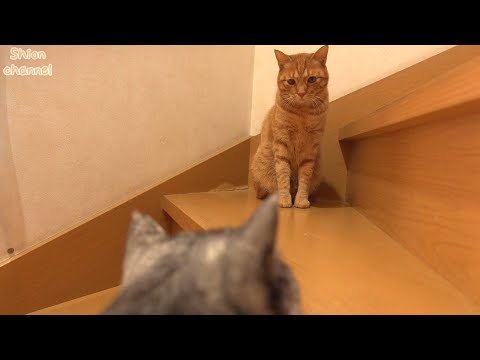 ２週間ぶりに後輩猫と会った先住猫たちの反応…