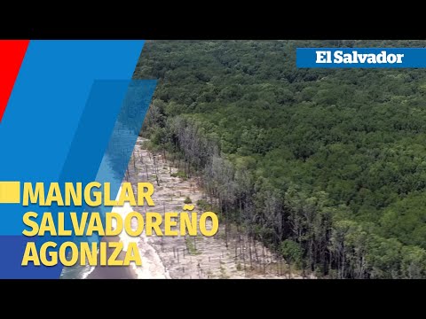 Manglar salvadoreño agoniza por impacto del cambio climático