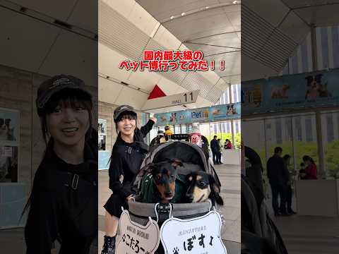 国内最大級のペット博が安すぎてやばかったwww  #shorts
