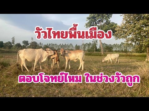 วัวไทยพื้นเมืองตอบโจทย์ไหมในช