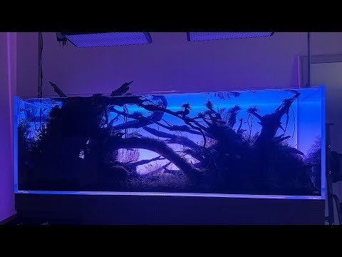 憧れの大型水草レイアウト水槽を一挙大公開【アクアリウムトールマン動画チャンネル!トールマンTV!】