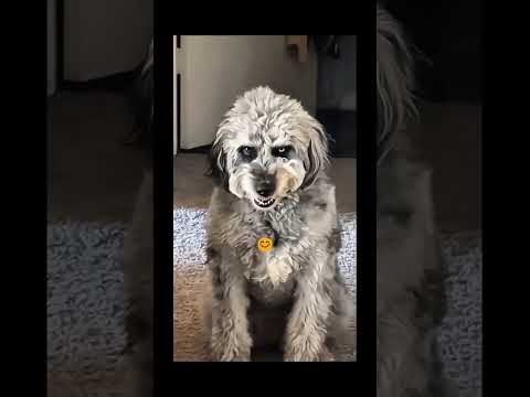 funnydogs#cute#doglover#doglife#cure#dogshorts#pet#doglife#dogshorts