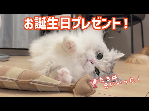 猫の動画サムネイル - 新しいけりぐるみをプレゼントしたら、ビビりながらも気に入ってくれたようです。