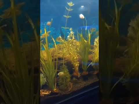 This is my Big sliver arowana fish planted tank| Arowana fish🐠🐋🐟 | #tank # Arowana #shorts