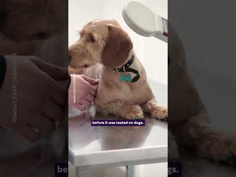 New vaccine to treat dogs with cancer