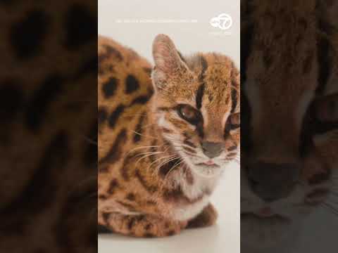 Tiny cat discovered in Bolivia said to be 1st new feline species in over 100 years