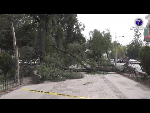 110 árboles ha retirado el Ayuntamiento Capitalino