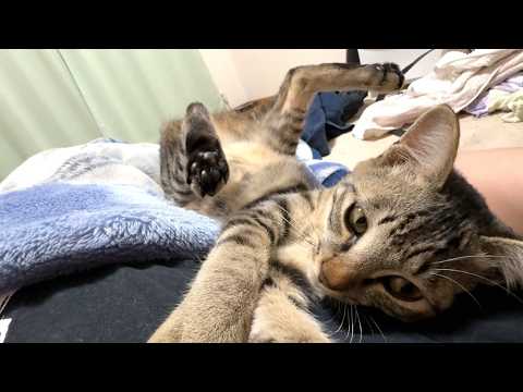 【保護猫】助けてください、子猫のパワーが強過ぎて身体がボロボロになってきています
