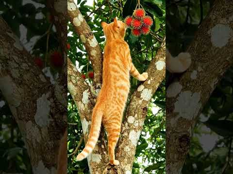Oren cat is climbing a rambutan tree #cat #kucinganggoralucudanimut #funny