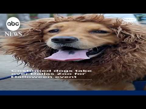 Costumed dogs take over Dallas Zoo