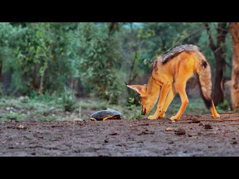 Jackal vs Terrapin: Who’s Confused?