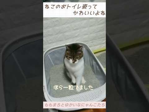 猫のおトイレ🚽　#保護猫#元野良猫#多頭飼い#チャンネル登録お願いします#ねこ#猫#ねこのいる生活#猫好きさんと繋がりたい#cat#cute#funny#animals#shorts