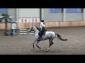 Show jumping horse GERESERVEERD van de fokker 5 jarige Zirroco Blue Merrie