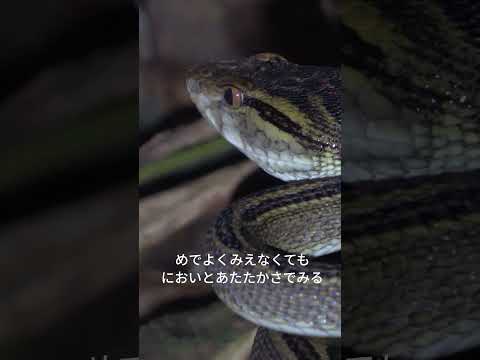 こわいものなんだ