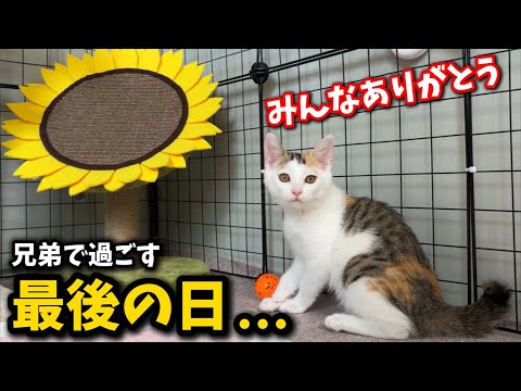 猫の動画サムネイル - 翌日譲渡を迎える子猫が兄弟たちと過ごす最後の一日