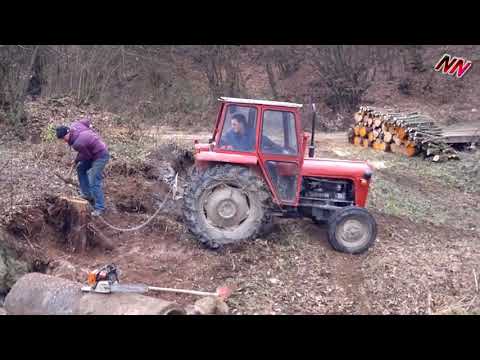 Traktor IMT 539 Cupanje panjeva 2
