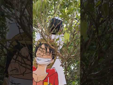 Manguha tayo ng calamansi