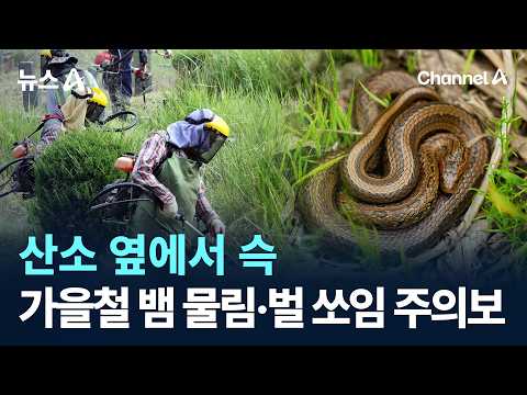 <strong>산소</strong> 옆에서 슥…가을철 뱀 물림·벌 쏘임 주의보 / 채널A / 뉴스A