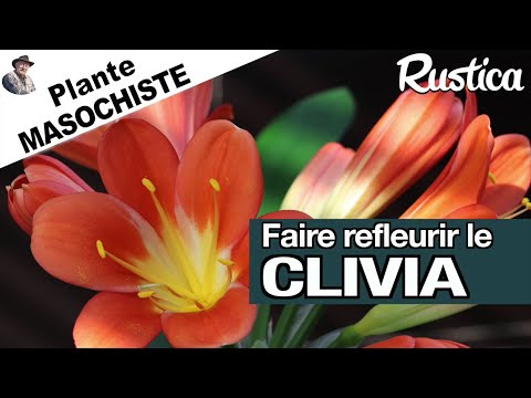 Faire refleurir le clivia