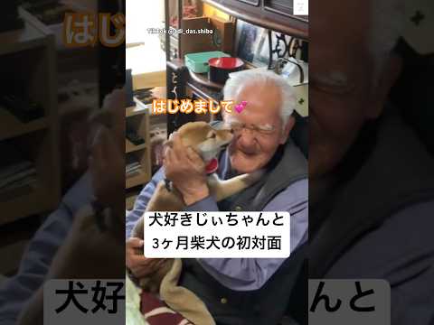 犬の動画サムネイル - 爆笑‼️ 3ヶ月柴犬にされるがままのひいじぃちゃん👴　#柴犬　#子犬　#かわいい犬 #かわいい #犬のいる暮らし #おもしろ