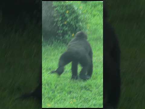 台北市立動物園の愛らしいゴリラの跳躍シーンを楽しもう サムネイル