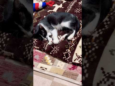 遊び疲れたにゃんこ😺💦朝だけどおやすみなさーい#shots #cat #好きな子猫 #モフ猫 #子ネコ #癒し #ハチワレ #二度寝 #かわいい 、